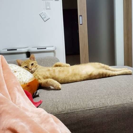 くつろぐ茶トラ