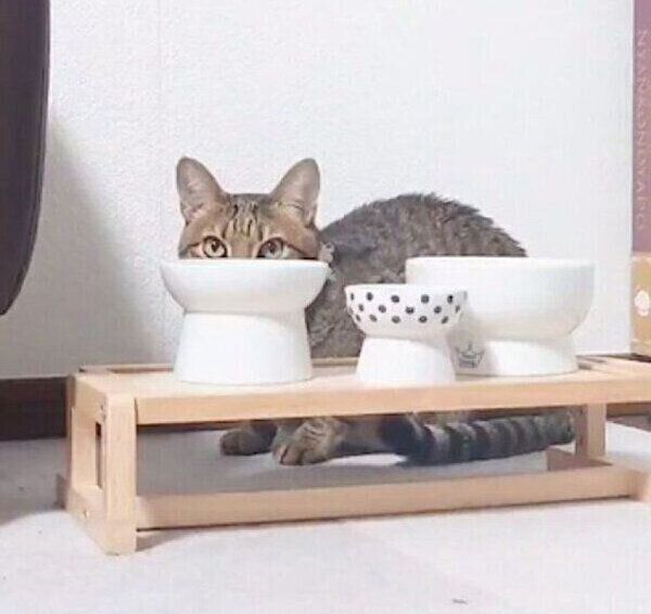 様子をうかがうもなちゃん