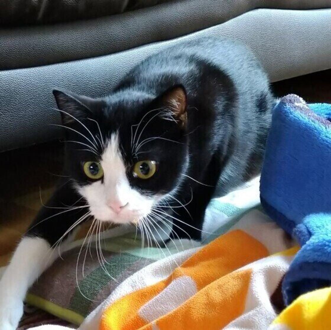 獣医師監修 猫にりんごを与えるときは注意が必要 与えるメリットとデメリットを解説 ねこのきもちweb Magazine 獣医師監修 猫にりんごを与えるときは注意が必要 与えるメリットとデメリットを解説 ねこのきもちweb Magazine