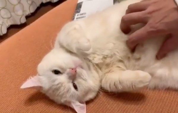 無防備すぎるマンチカン