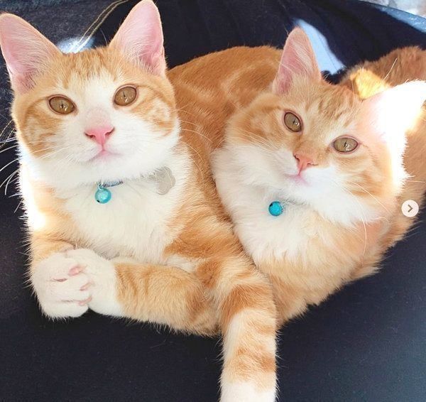 元保護猫・うりちゃんといくらちゃん