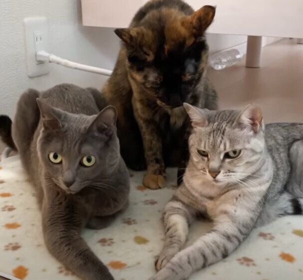 暖かい場所が大好きなニャンコたち