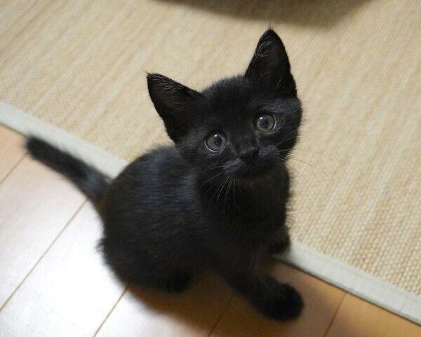 見つめるうにくん