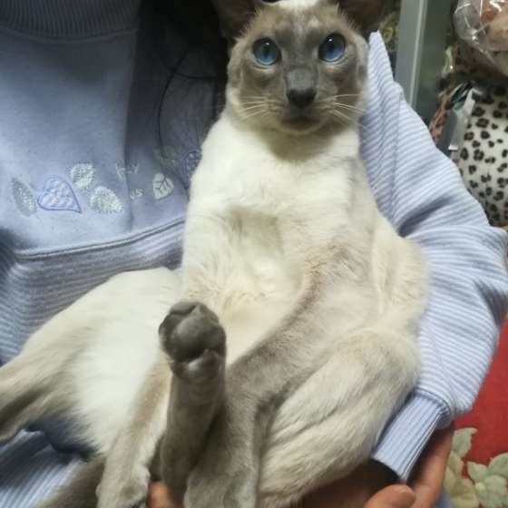 抱っこされているシャム