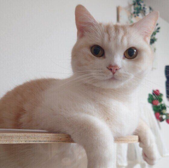 カメラ目線でキメ顔のマンチカン