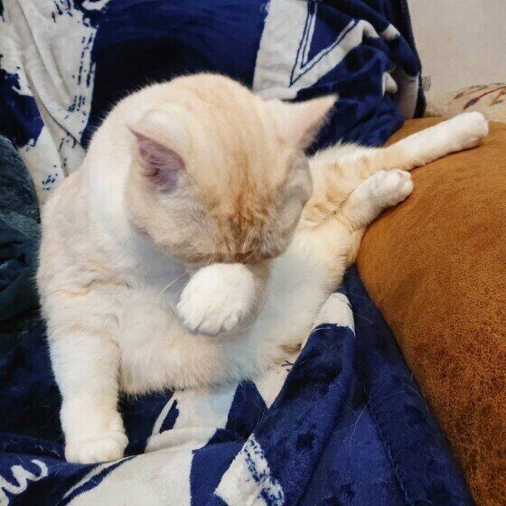 顔を洗う猫（ミヌエット、オス）