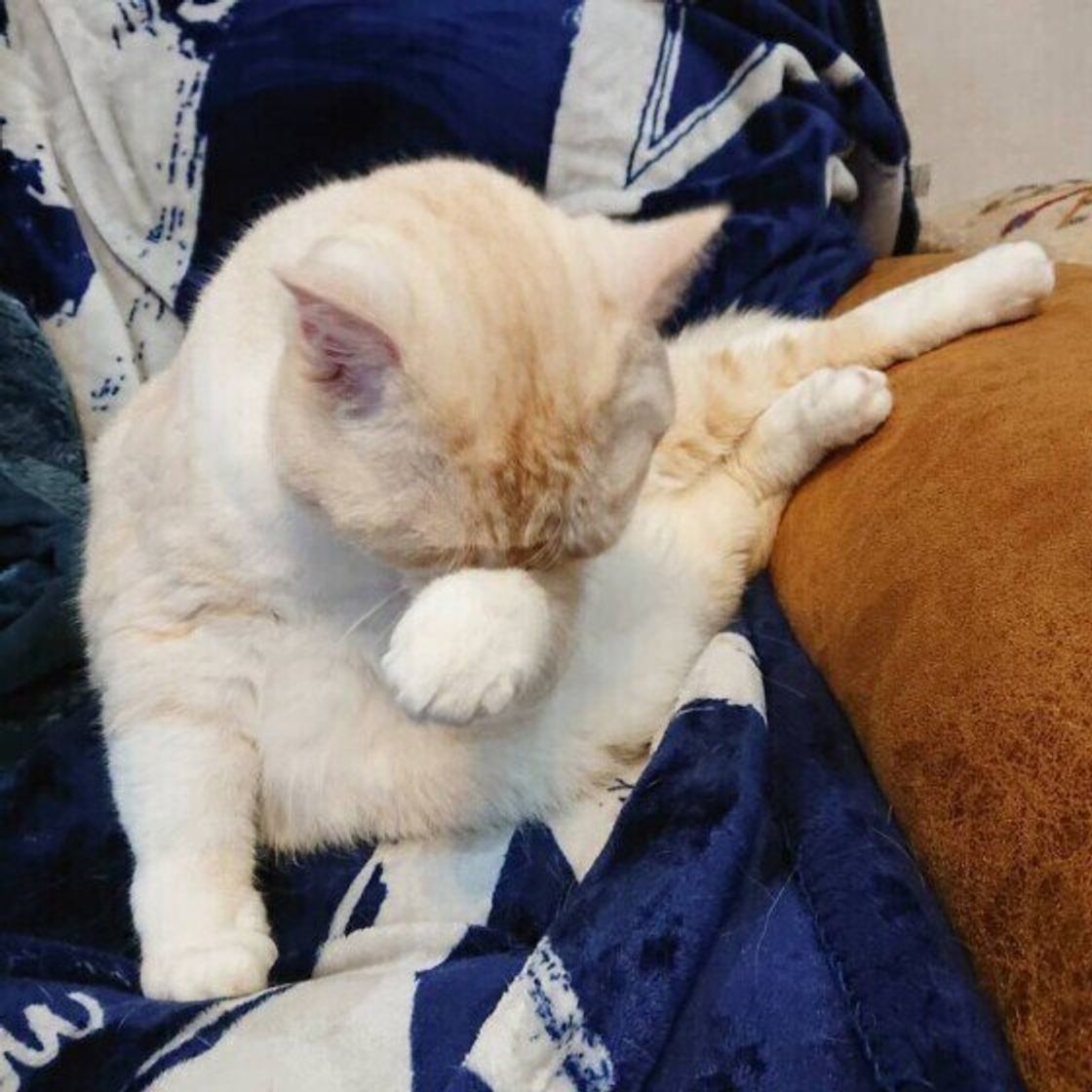 まったりとした癒しのしぐさ 猫が食後に顔を洗う理由 ねこのきもちweb Magazine まったりとした癒しのしぐさ 猫が食後に顔を洗う理由 ねこのきもちweb Magazine