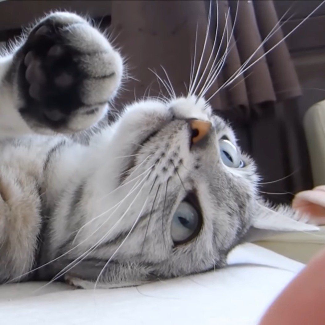 猫パンチで狙うあめちゃん