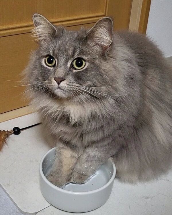 ウォーターボウルに両前足を入れる睦くん