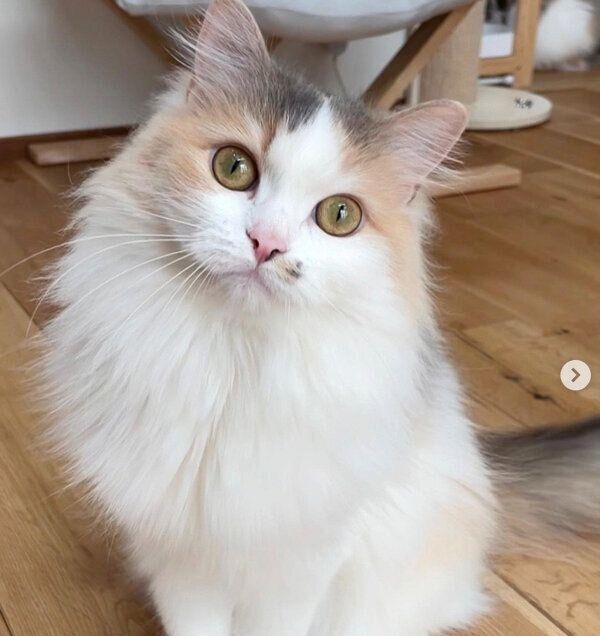 見つめるあおいちゃん