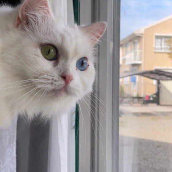 スコティッシュフォールドのまるちゃん