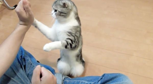 スゴ技を披露する猫