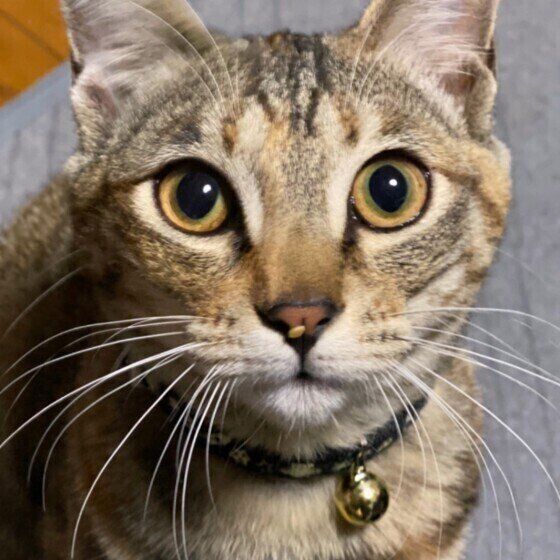 見つめるキジトラ