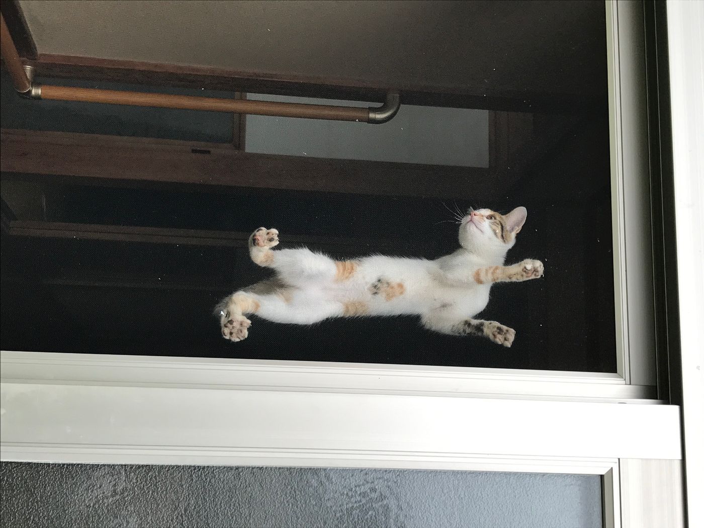 知ってる 猫の優れたジャンプ力の秘密 ねこのきもちweb Magazine 知ってる 猫の優れたジャンプ力の秘密 ねこのきもちweb Magazine