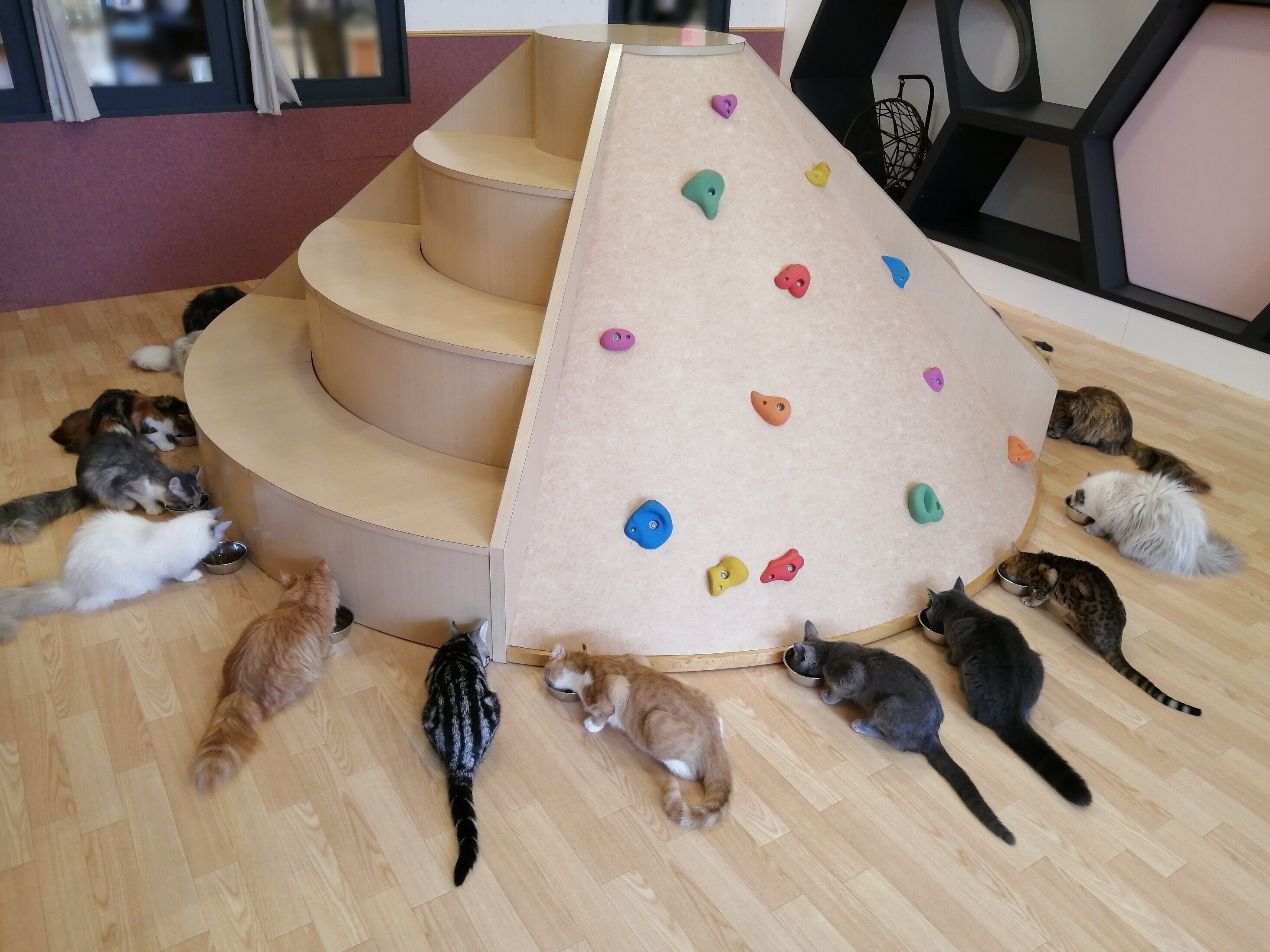 ご飯タイムは猫たちが勢ぞろい！