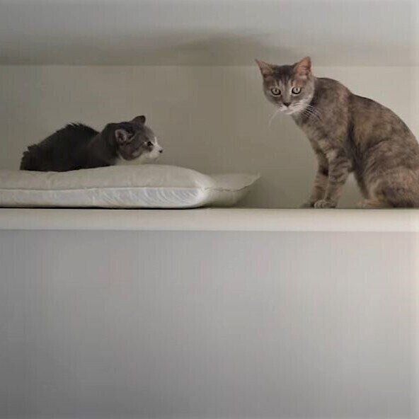 天井付近にいる猫たち