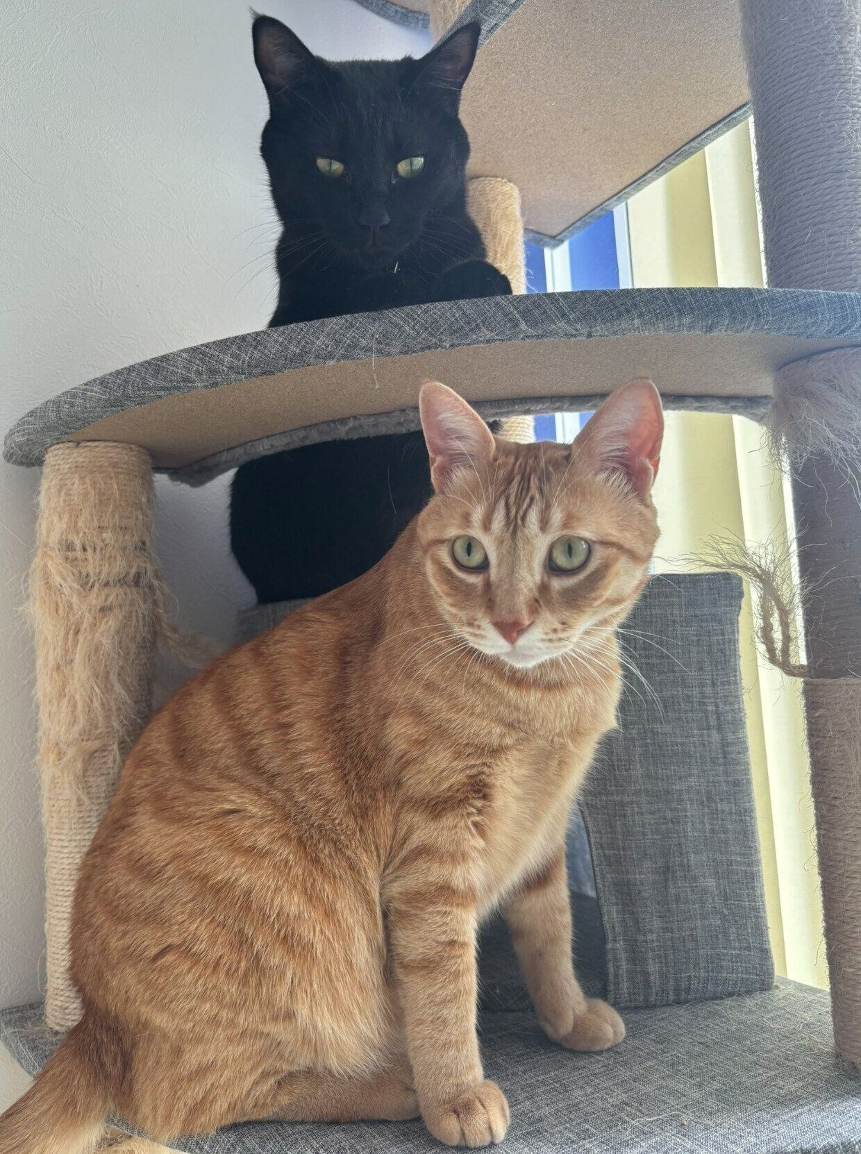 仲良しなおぬしくん、どん兵衛くん