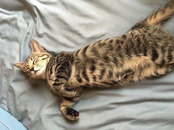 猫が「のび～」をするのはどんなとき？その意味と気持ちとは｜ねこのき 