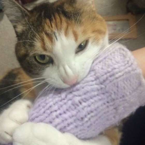 イタズラする三毛猫