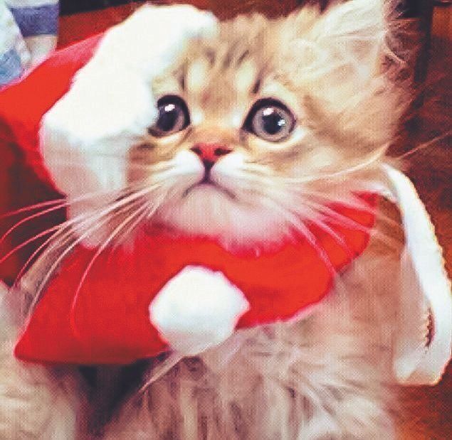 画像／ねこのきもち24年11月号