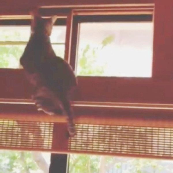 家の中を探検する猫