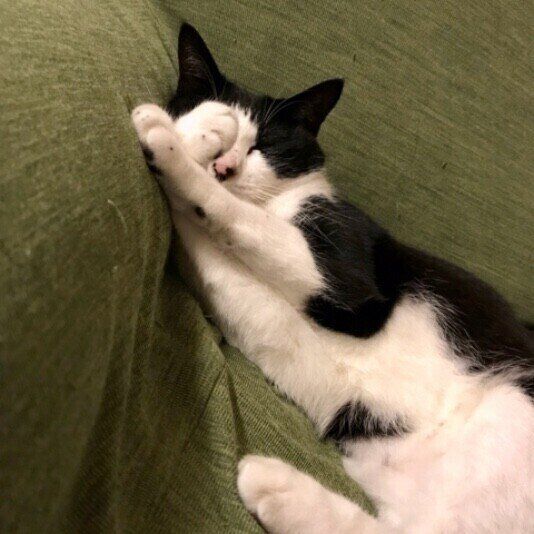 眠そうな猫