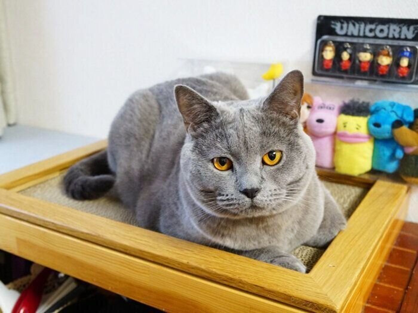 猫の寝ぐずりの理由って 本日もねこ晴れなり Vol 334 ねこのきもちweb Magazine 猫の寝ぐずりの理由って 本日もねこ晴れなり Vol 334 ねこのきもちweb Magazine