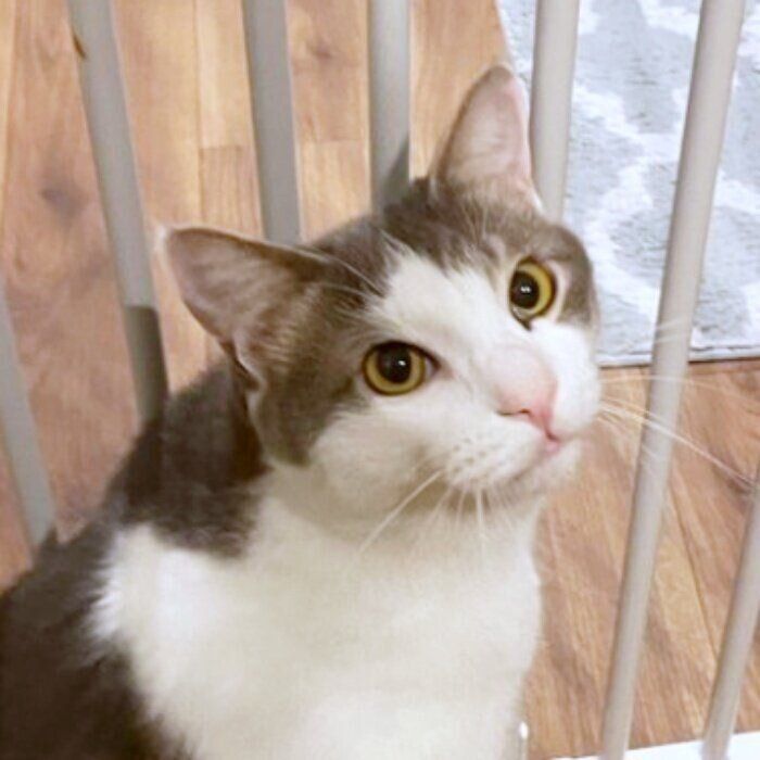 飼い主さんを見上げるトトくん