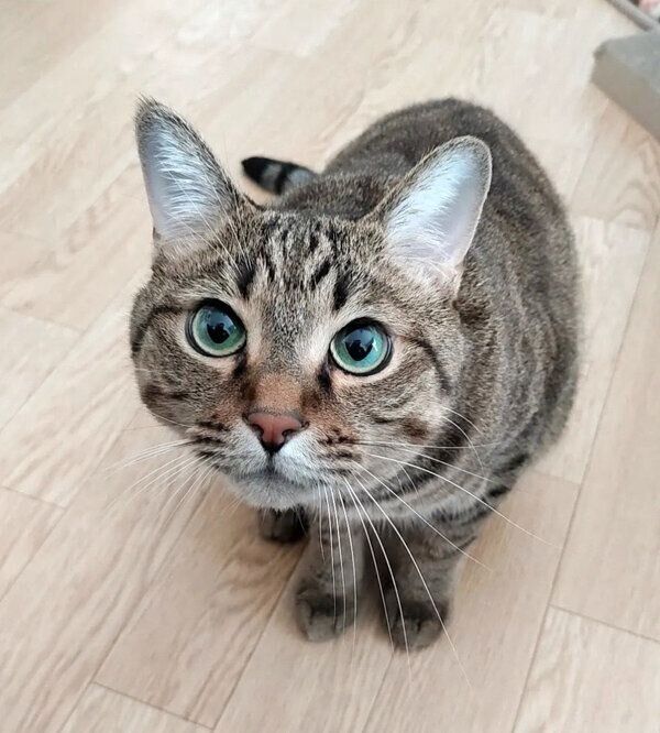 見つめるもんちゃん