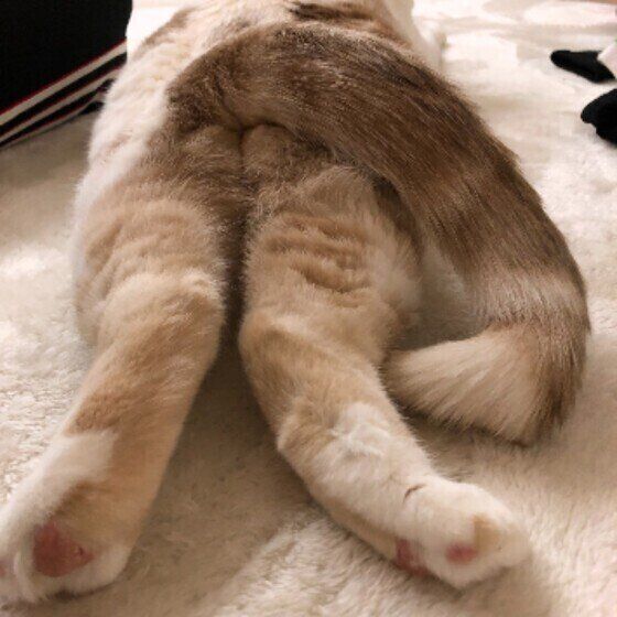 ふわちゃん（スコティッシュフォールド）