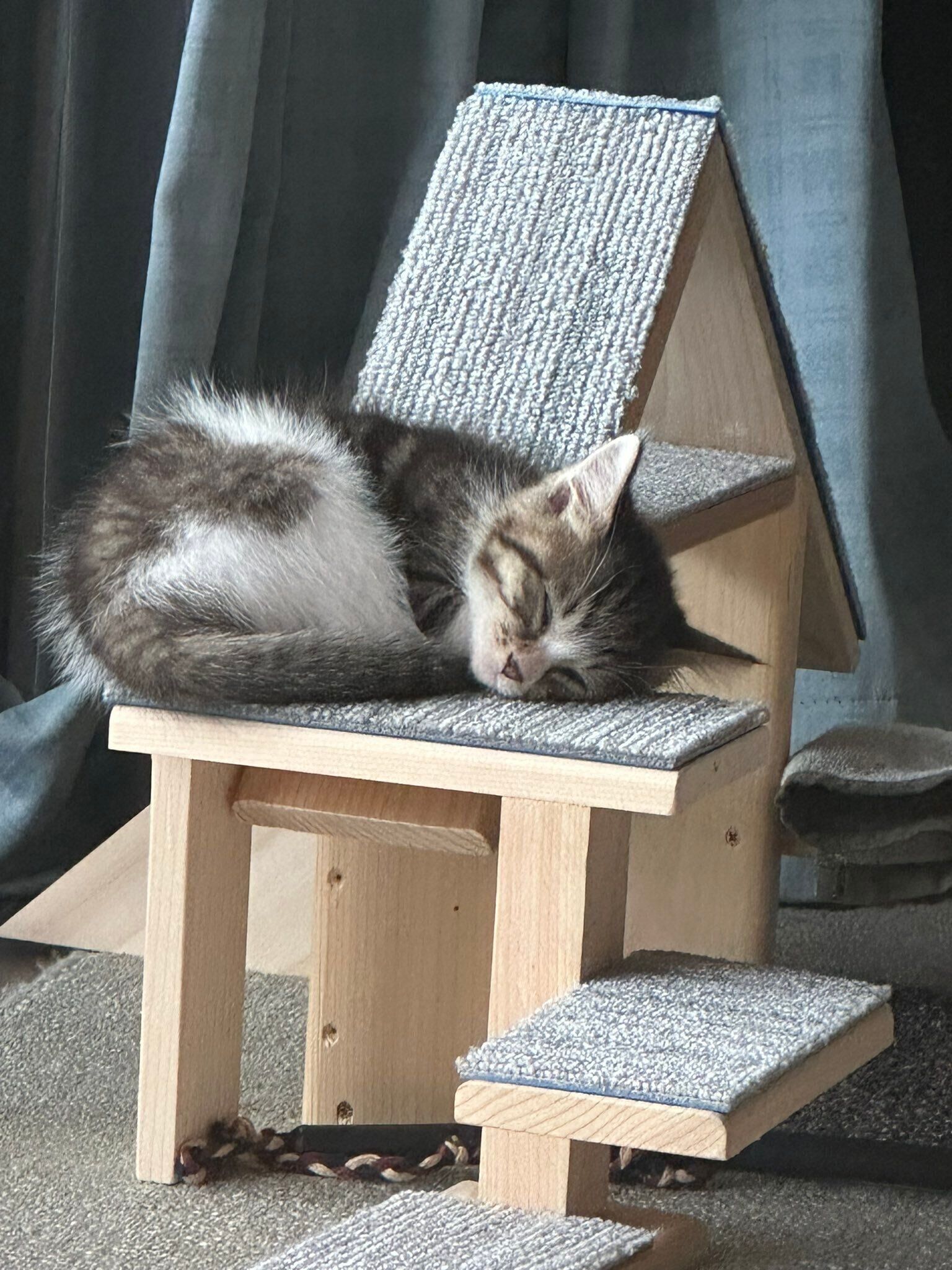 お休み中のサクラちゃん