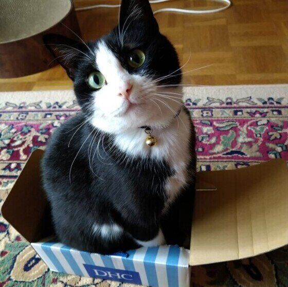 スコティッシュフォールドのミントくん♪