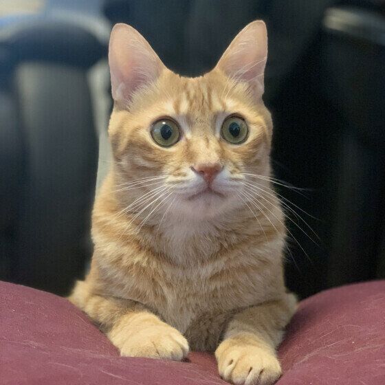 茶トラのとらのすけくん