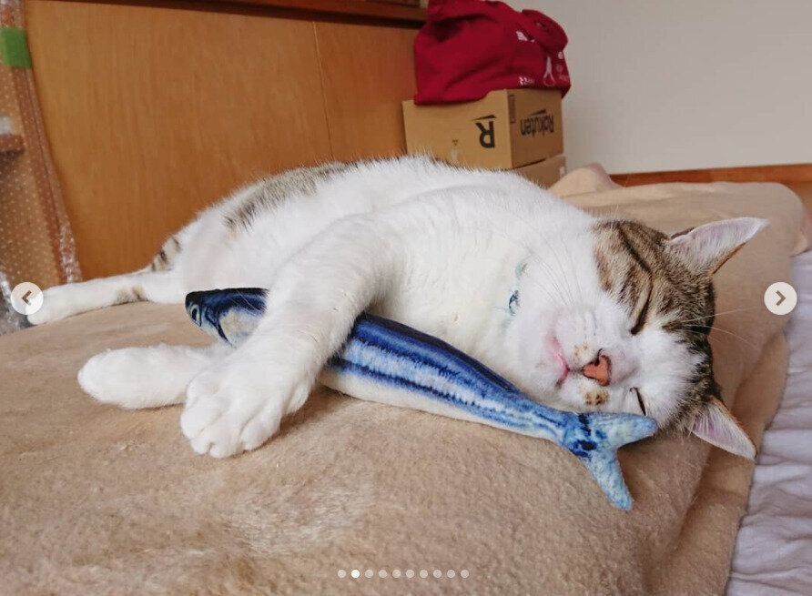 魚のおもちゃを抱っこして眠る猫