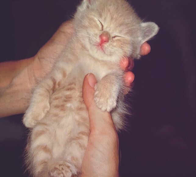 画像／ねこのきもち2023年7月号