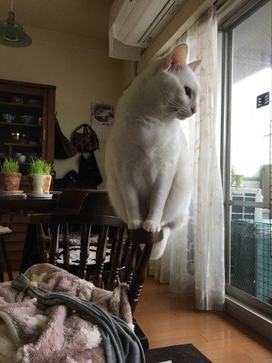 ももちゃん　MIX　白