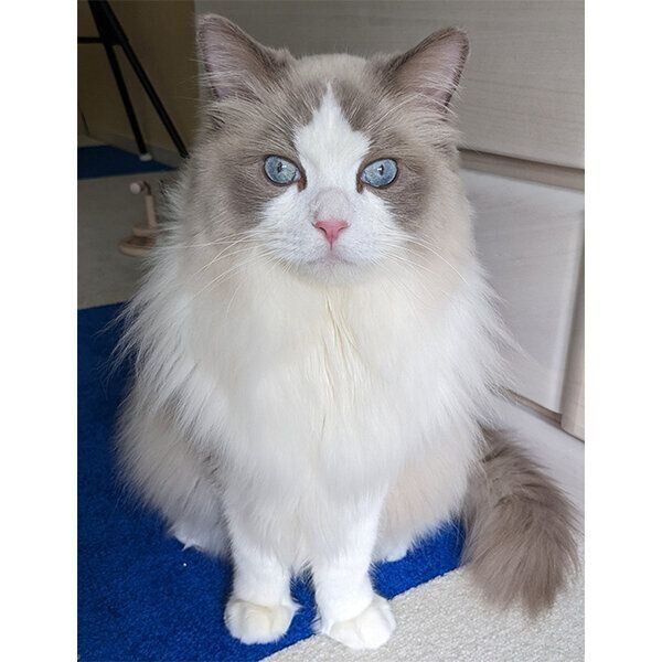 突然座ってきた娘ちゃんを見て 100点満点の表情 を見せる猫 驚いた理由が可愛い ねこのきもちweb Magazine