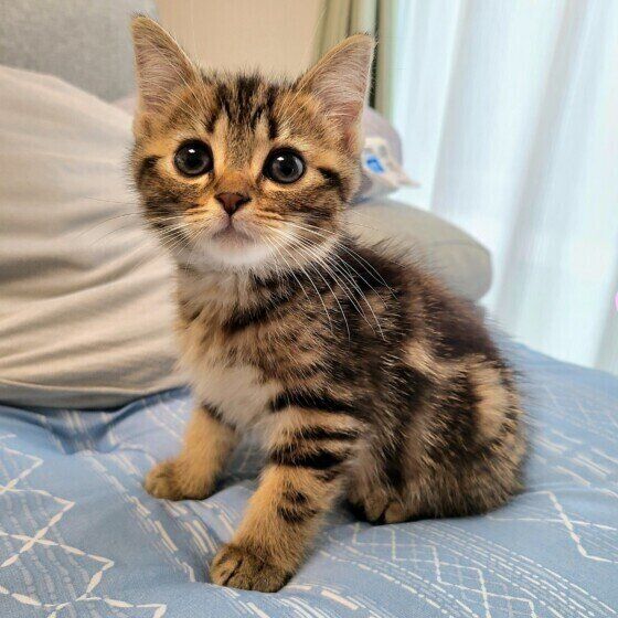 ナツくん（アメリカンショートヘア）