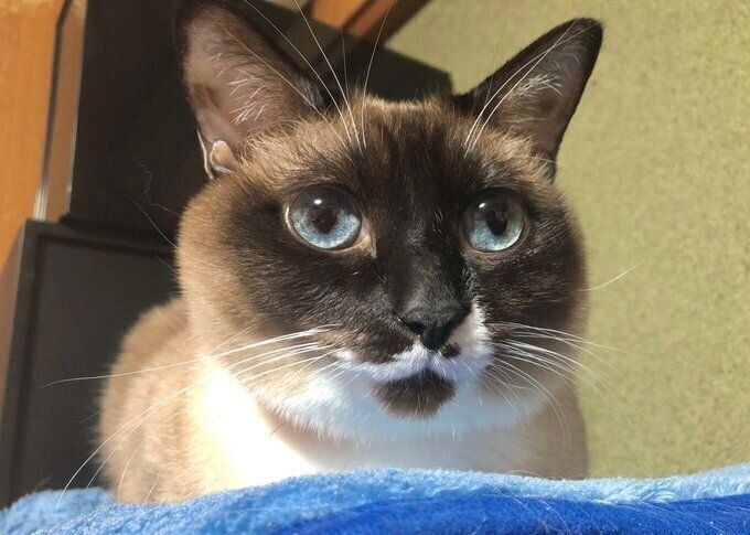 毛色が全然違う！　成長後のおもちちゃんの様子