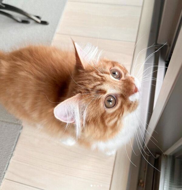 外を眺める煉獄くん