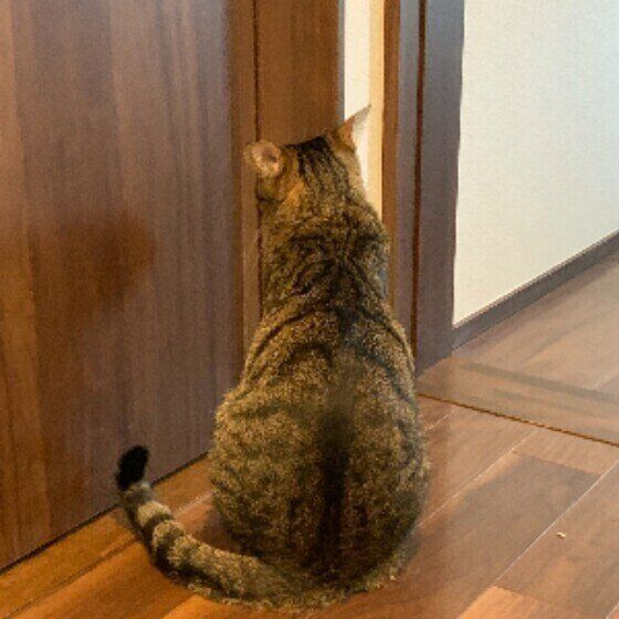 出待ちするキジトラのにゃんtaちゃん