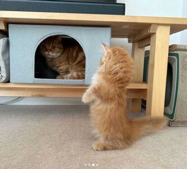 メリダちゃんのあとを追いかけるダイナくん