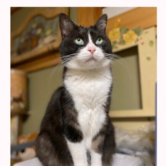 天井が気になる猫