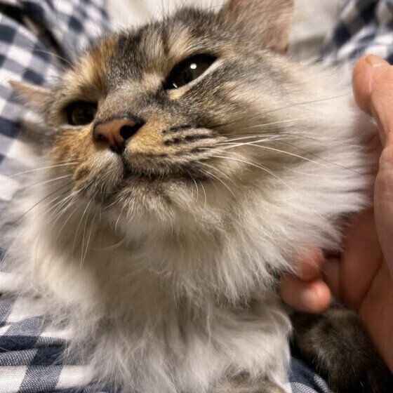 うっとり顔のナツちゃん