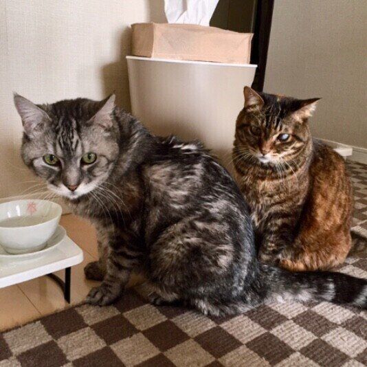 水の順番待ちをするアメリカンショートヘア