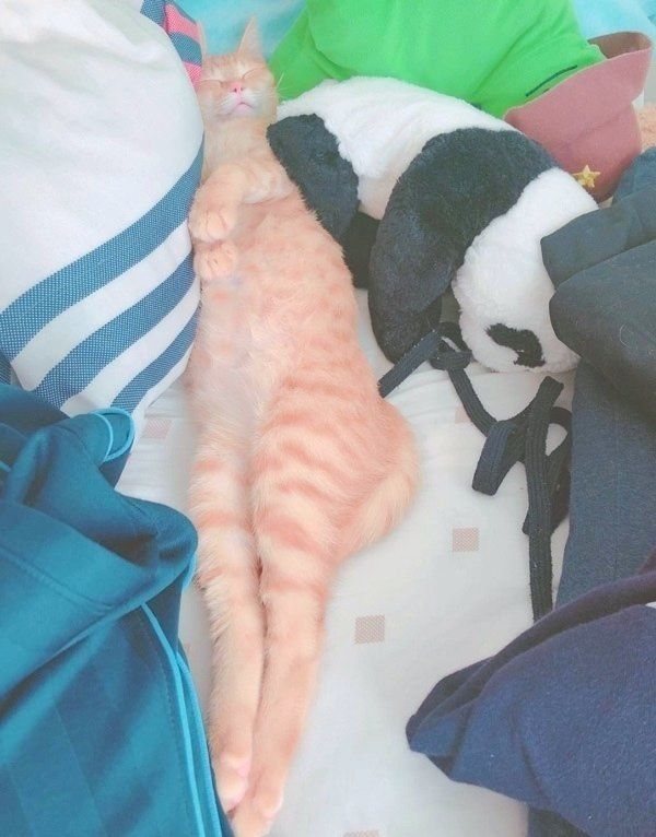 おもしろいポーズで眠る猫