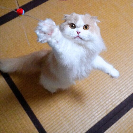 スコティッシュフォールドのそばちゃん