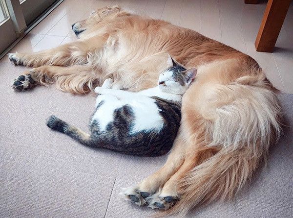 ゴールデン・レトリーバーと猫