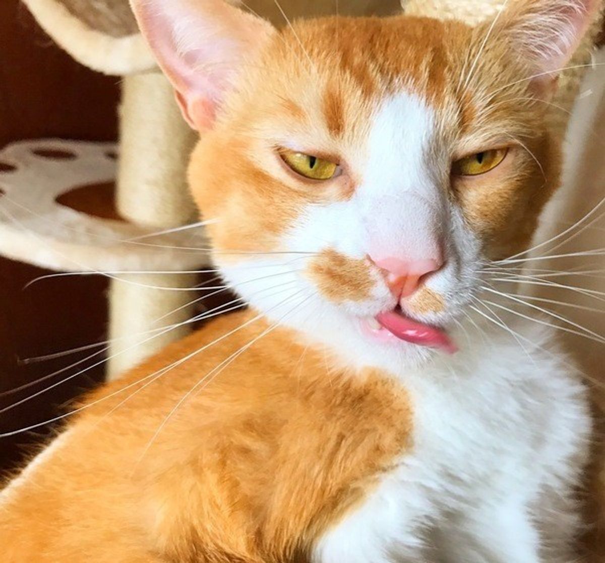 あなたは大丈夫 猫が嫌がることを知ってストレスを和らげよう ねこのきもちweb Magazine あなたは大丈夫 猫が嫌がることを知ってストレスを和らげよう ねこのきもちweb Magazine