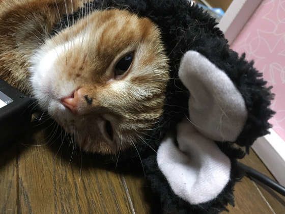 うさぎのかぶりものをした日向ちゃん